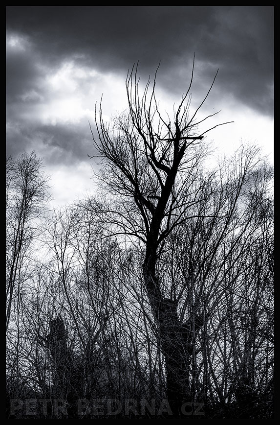Strom pochodující křížek, Hostouň u Prahy, Kladno, krása, okolí, příroda, obloha, stromy, podoba, Česko