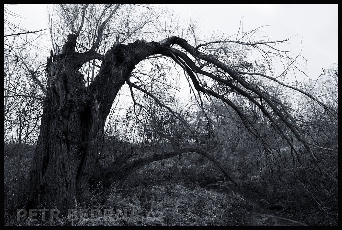 Strom před potokem, Hostouň u Prahy, Kladno, krása, okolí, příroda, stromy, podoba, Česko