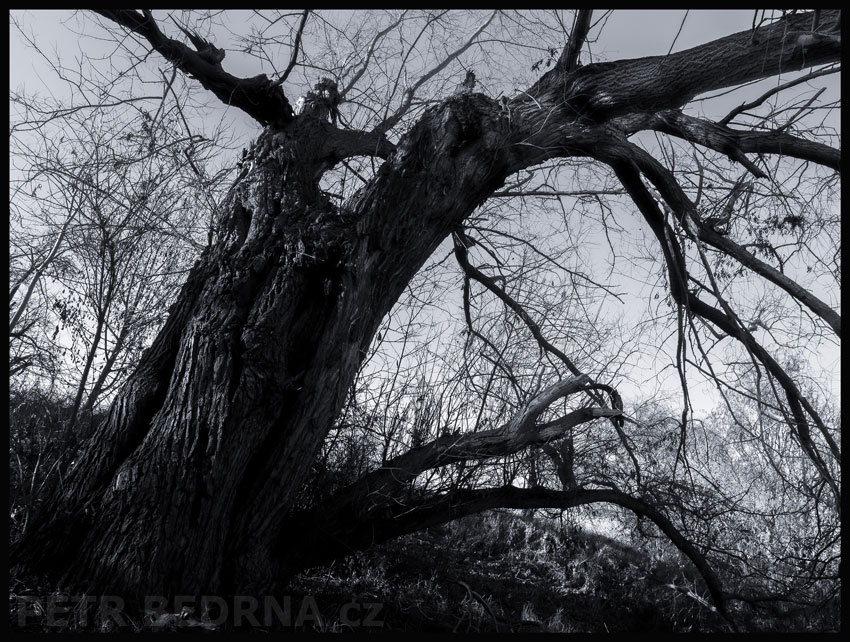strom, Příšera na ní příšera Ikaros, Hostouň, Kladno, příroda, Česko