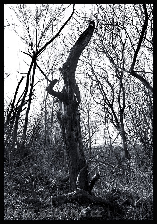 Strom socha v lese, Hostouň u Prahy, Kladno, krása, okolí, příroda, obloha, stromy, podoba, Česko