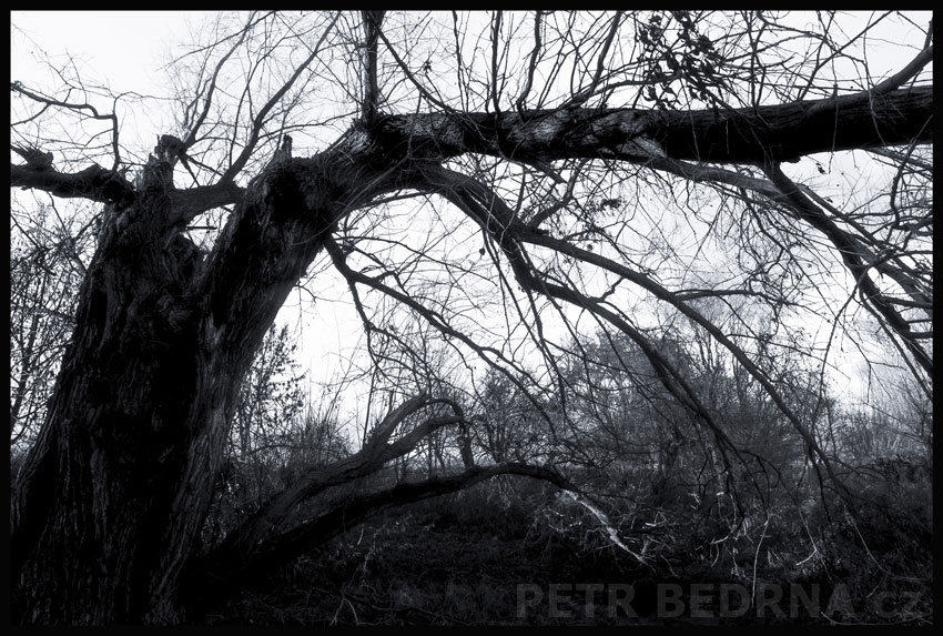 strom, Strojvůdce na divokém stroji, Hostouň, Kladno, příroda, Česko