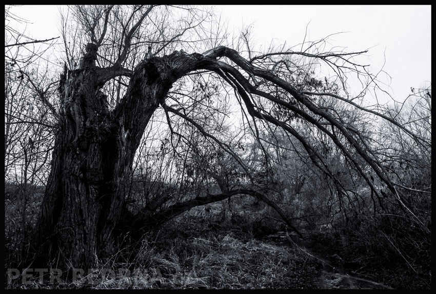 strom, Traktorista na velbloudu, Hostouň, Kladno, příroda, Česko