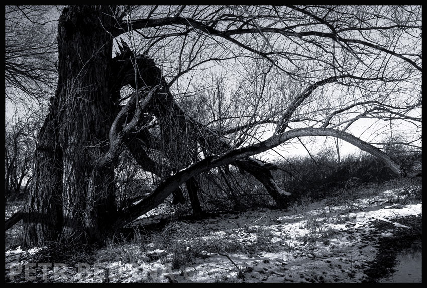 strom, Zásadový krtek a tvrdohlavý kůň, Hostouň, Kladno, příroda, stromy, Česko