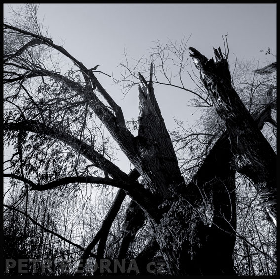 stromy, Dva zoufalci, Hostouň, Kladno, příroda, obloha, Česko