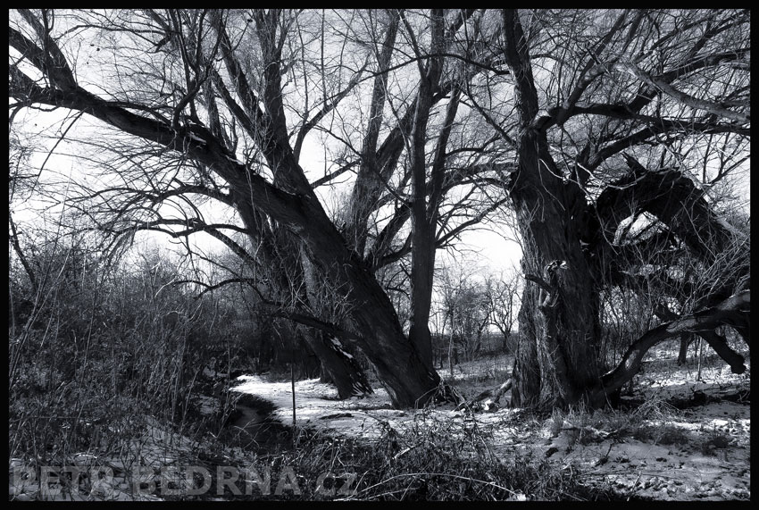 stromy, Jen jeden hrdina, ostatní prchají, Hostouň, Kladno, příroda, Česko
