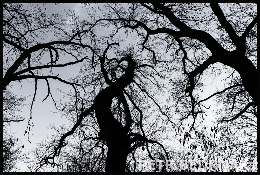 stromy, Koník mezi dvěma, Hostouň, Kladno, příroda, obloha, Česko