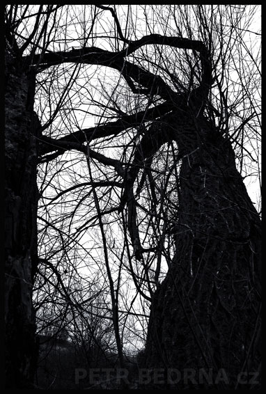 stromy, Lapená za pačesy., Hostouň, Kladno, příroda, Česko