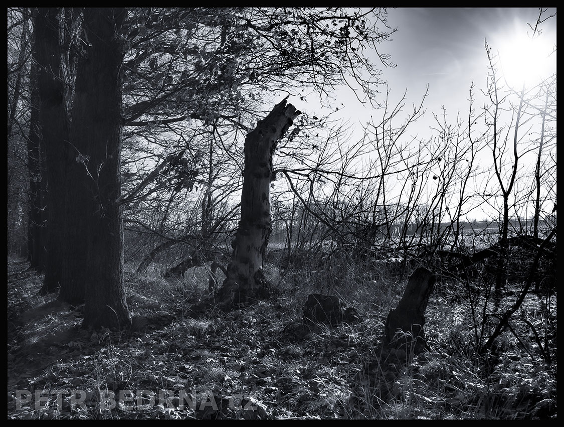 Stromy na kraji pole, Hostouň u Prahy, Kladno, okolí, příroda, obloha, obzor, stromy, podoba, Česko