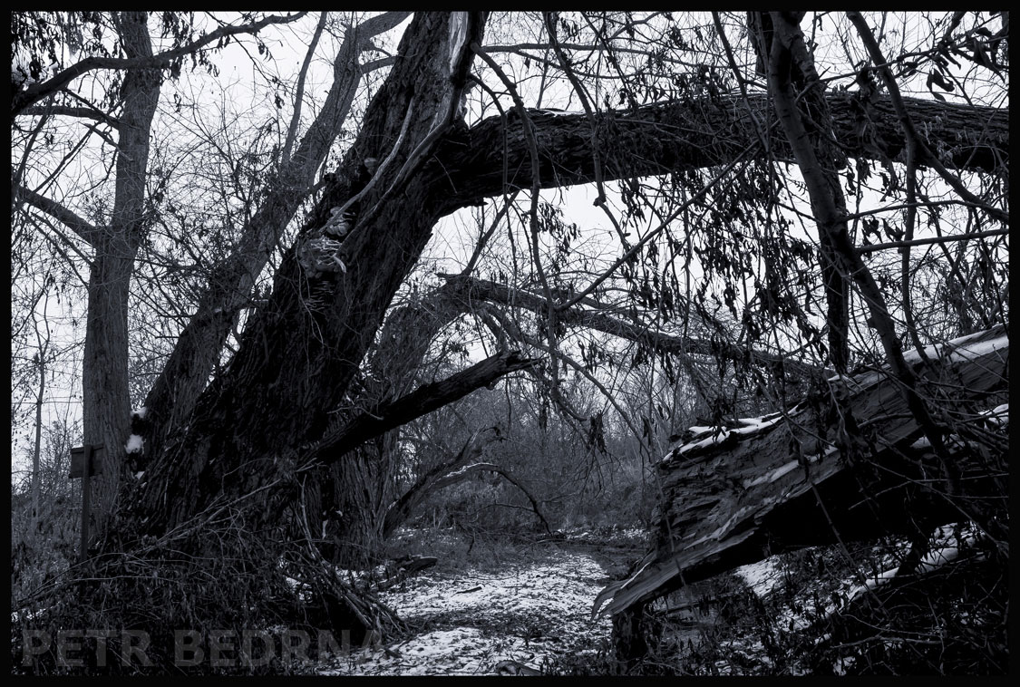 Stromy nad potokem, Dobrovízský potok, Hostouň u Prahy, Kladno, okolí, příroda, les, stromy, podoba, Česko