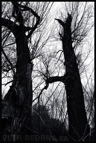 stromy, O Hovoří, ona zírá., Hostouň, Kladno, příroda, Česko