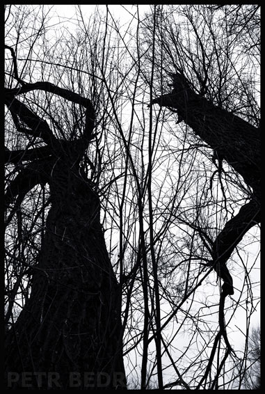 stromy, Ona ustupuje., Hostouň, Kladno, příroda, Česko