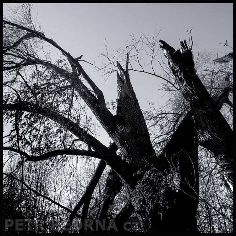 Stromy pahýly, Hostouň u Prahy, Kladno, krása, okolí, příroda, obloha, stromy, podoba, Česko