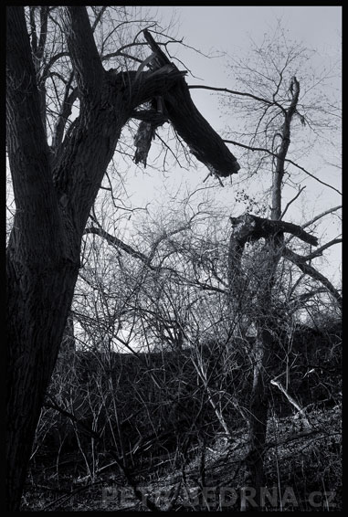 stromy, Pes sežere i kus dřeva, Hostouň, Kladno, příroda, Česko