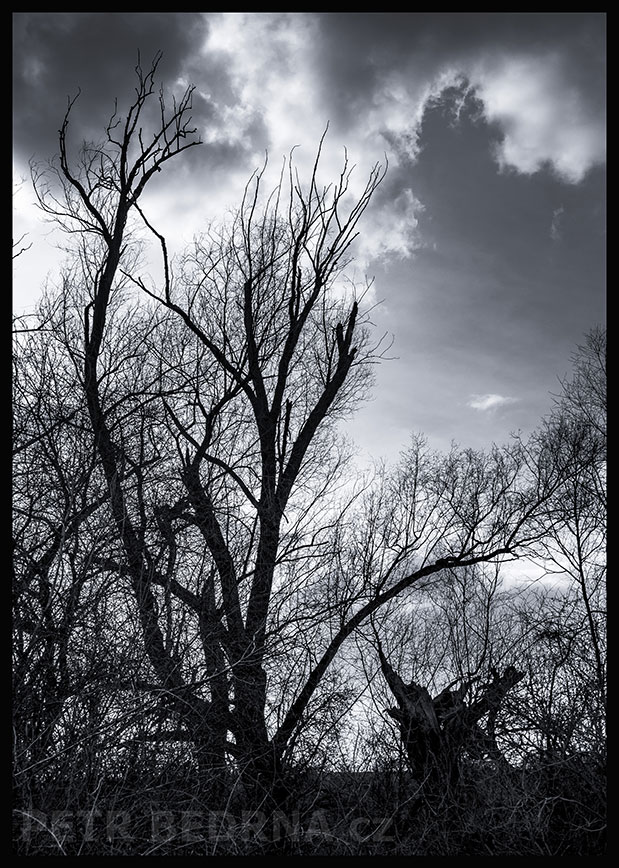 Stromy pod oblaky, Hostouň u Prahy, Kladno, krása, okolí, příroda, obloha, stromy, podoba, Česko