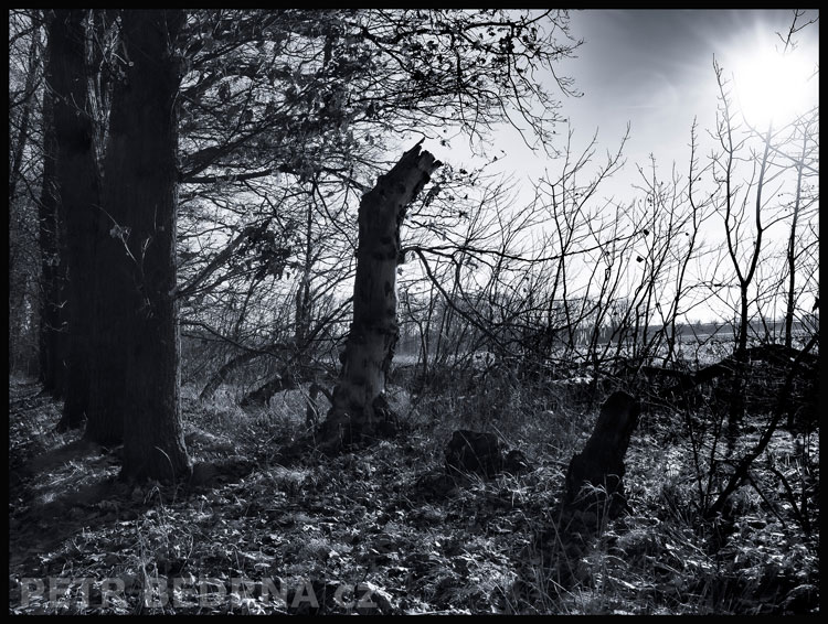 stromy, Slunci vstříc, Hostouň, Kladno, příroda, obloha, obzor, Česko