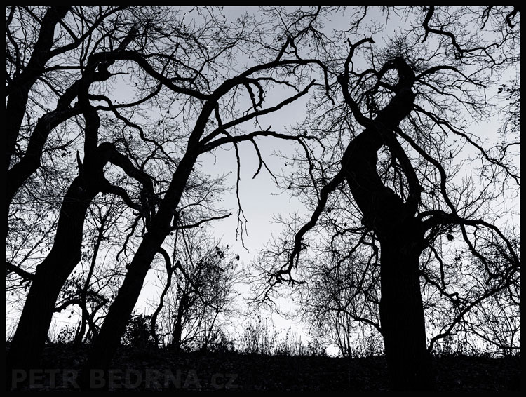 stromy, Tři na jednoho naježeného koníka, Hostouň, Kladno, příroda, obloha, Česko