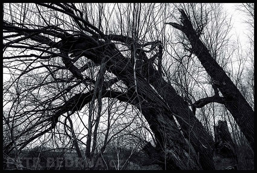 stromy, Zmáháni větrem ustupují, Hostouň, Kladno, příroda, Česko