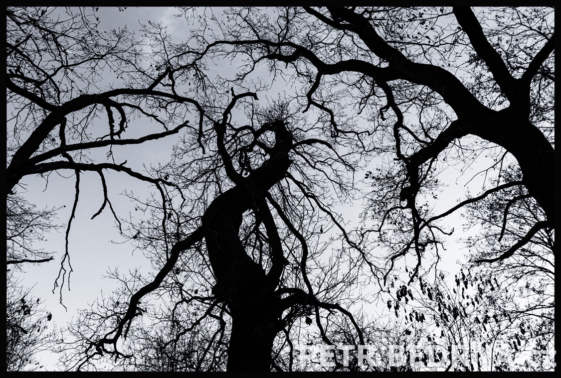 Tři stromy, Hostouň u Prahy, Kladno, krása, okolí, příroda, obloha, stromy, podoba, Česko