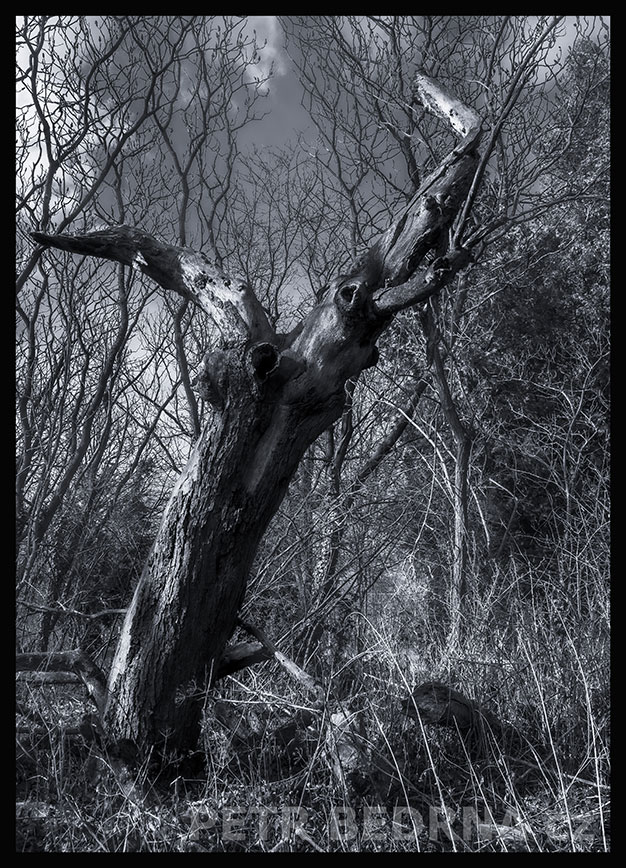 Zkřivený pahýl, Hostouň u Prahy, Kladno, krása, okolí, příroda, obloha, stromy, podoba, Česko