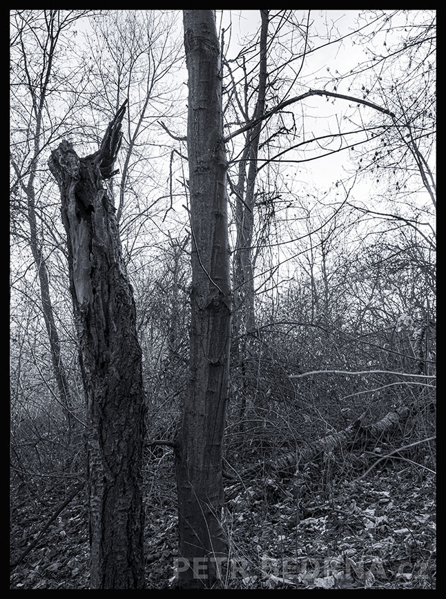 Datel čumí jako vrána, Praha, Divoká Šárka, krásné stromy, příroda, přírodní rezervace, podoba, Česko