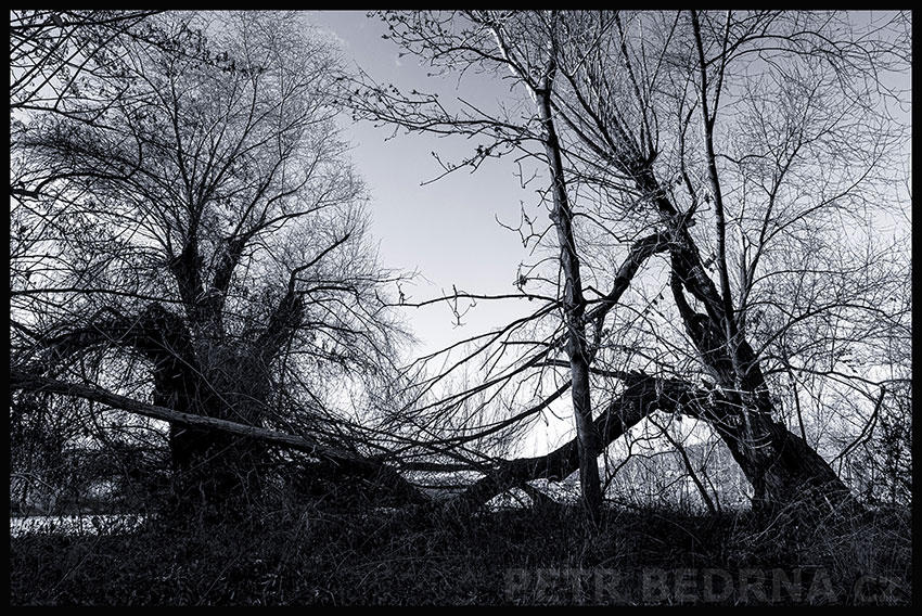 , Dřevcový souboj, Praha, Divoká šárka, příroda, Česko