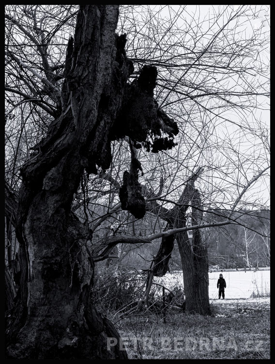 Dva stromy a jeden prcek, Praha, Divoká Šárka, krásné stromy, příroda, přírodní rezervace, podoba, Česko