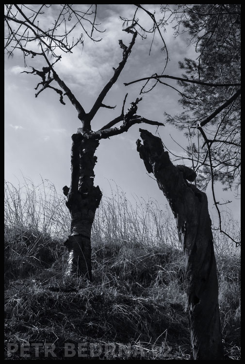 Dva stromy - těžká domluva, Praha, Divoká Šárka, krásné stromy, příroda, přírodní rezervace, podoba, Česko