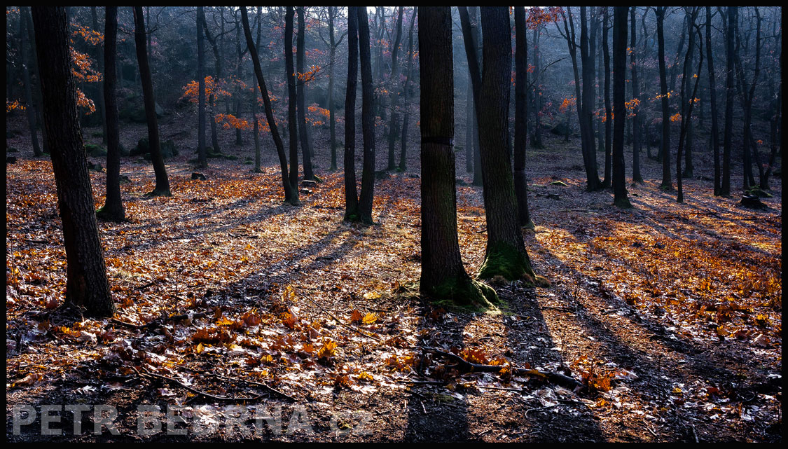 Modrý les, ranní idylka, Praha, Divoká Šárka, krásné stromy, příroda, přírodní rezervace, podoba, Česko