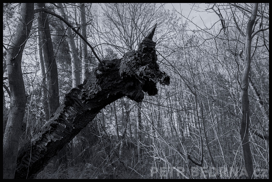 Nakloněný pahýl stromu, Praha, Divoká Šárka, krásné stromy, příroda, les, přírodní rezervace, podoba, Česko