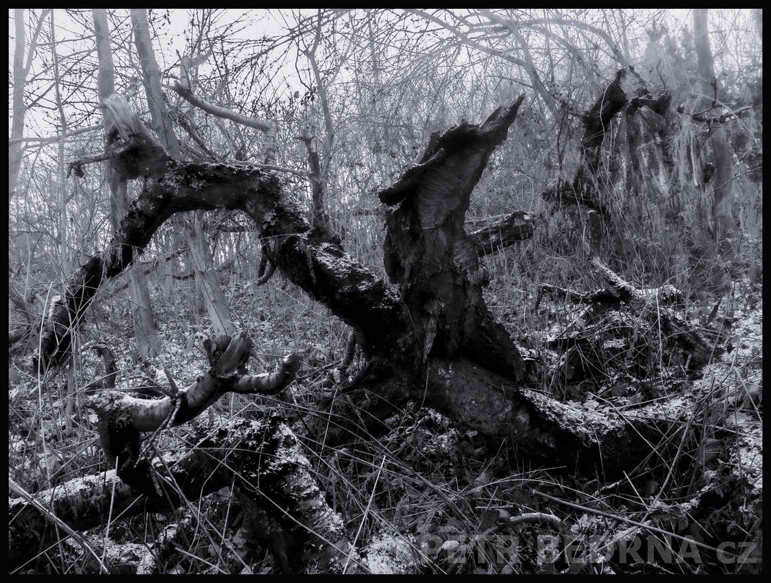 Polámané stromy ve křoví, Praha, Divoká Šárka, krásné stromy, příroda, les, přírodní rezervace, podoba, Česko