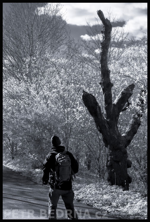 Pozor strom! Volavka obří., Praha, Divoká Šárka, krásné stromy, příroda, přírodní rezervace, podoba, Česko