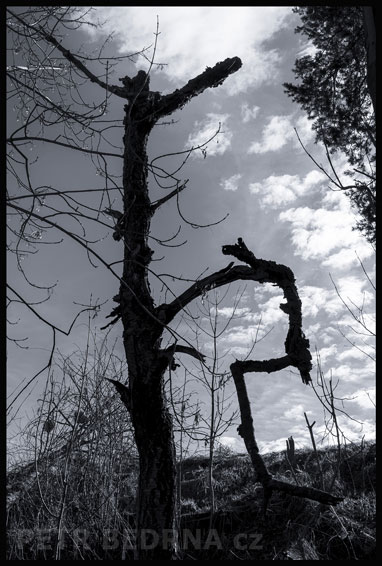 strom, Ahoj kamaráde, Praha, Divoká šárka, příroda, Česko
