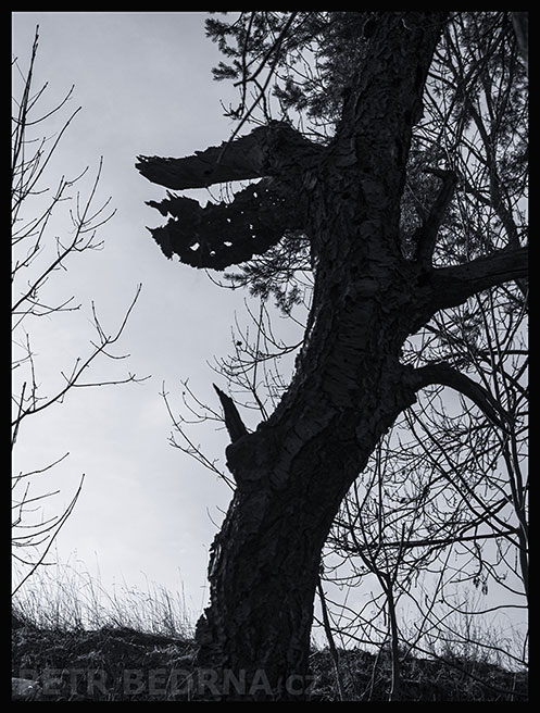 strom, Bez komentáře, Praha, Divoká šárka, příroda, Česko