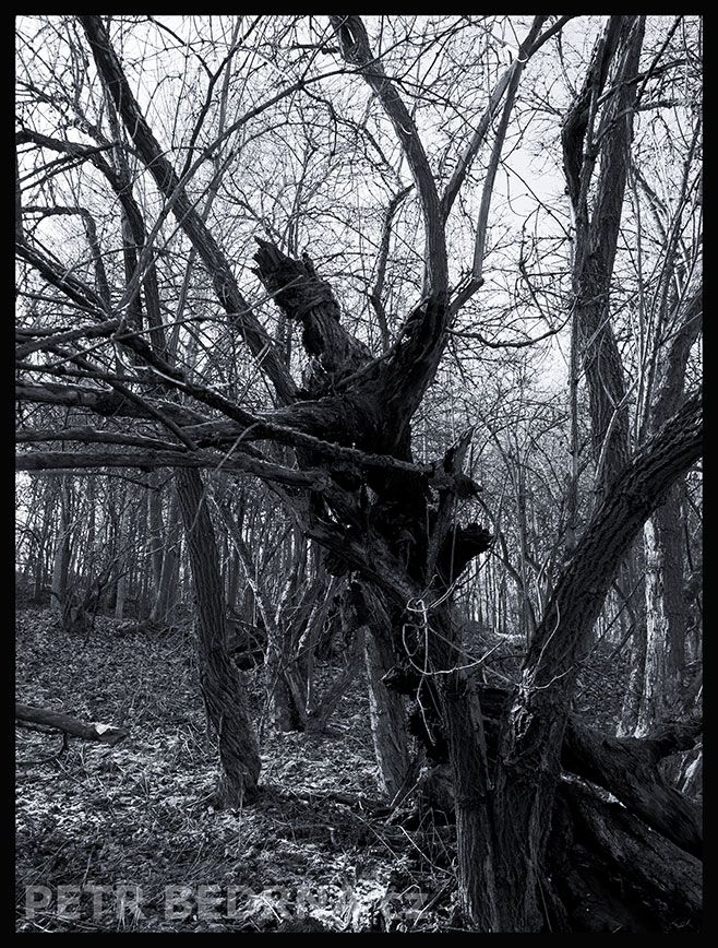 strom, Bojovník s ovázanou hlavou, Praha, Divoká šárka, příroda, Česko