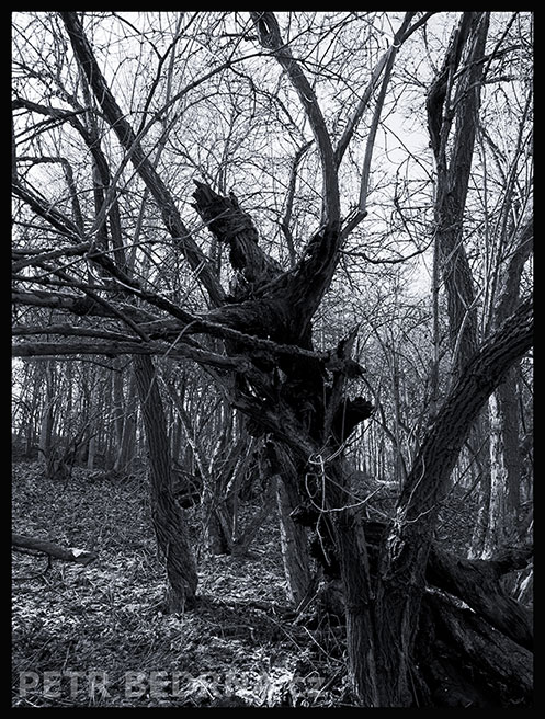 strom, Bojovník s ovázanou hlavou, Praha, Divoká šárka, příroda, Česko