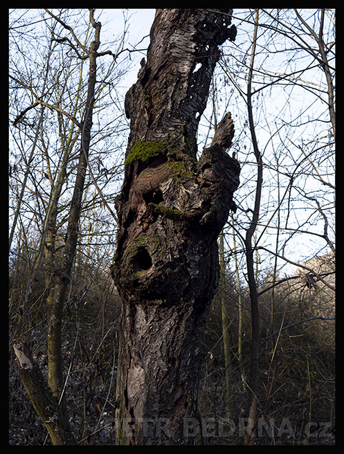 strom, Bubák, Praha, Divoká šárka, příroda, Česko
