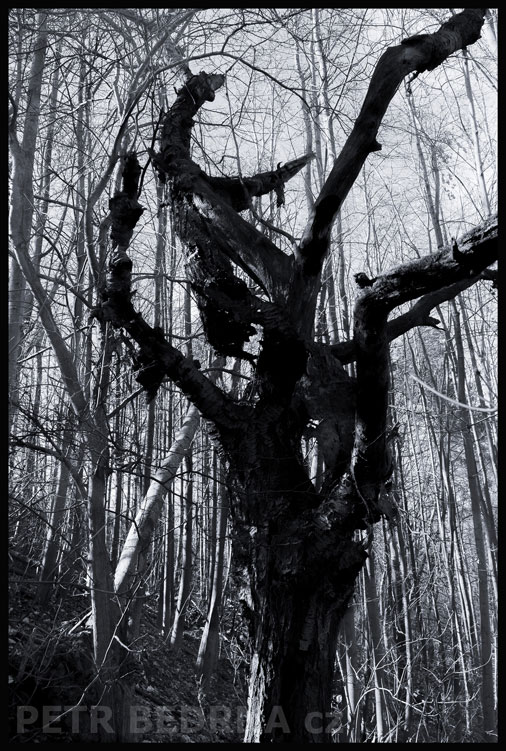 strom, Černý kozel, Praha, Divoká šárka, příroda, Česko