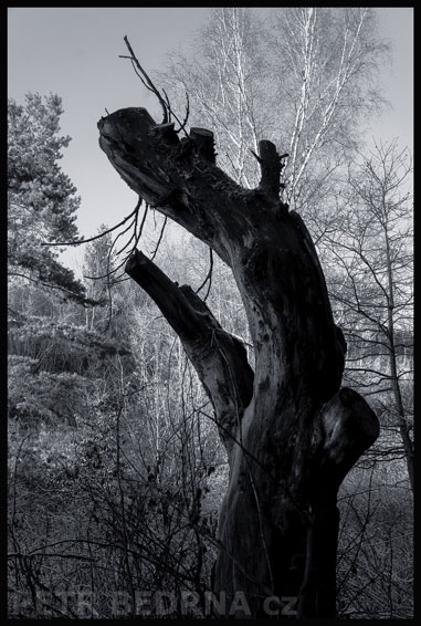 strom, Černý Sumec, Praha, Divoká šárka, příroda, Česko
