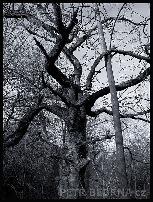 strom, Chobotnice s hadem, Praha, Divoká šárka, příroda, Česko