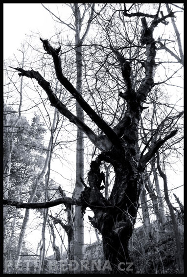 strom, Čtyřrožec, Praha, Divoká šárka, příroda, Česko