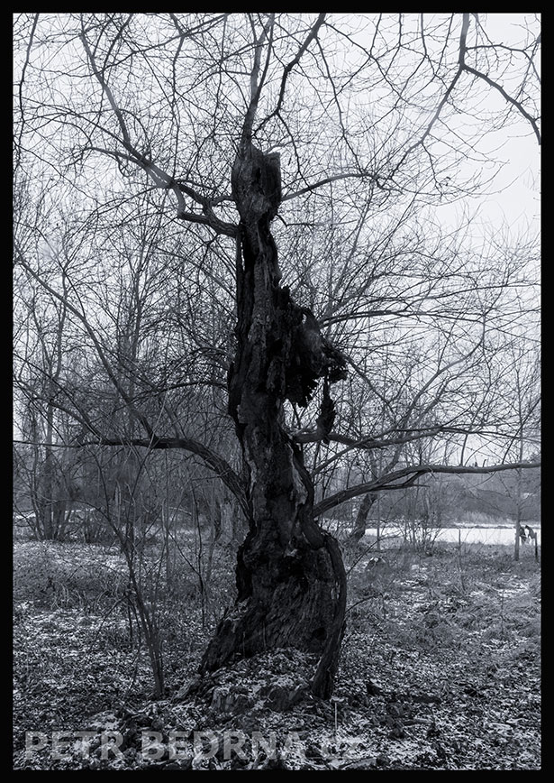 strom, Dámička kočička, Praha, Divoká šárka, příroda, Česko