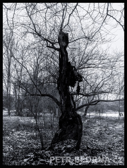 strom, Dámička kočička, Praha, Divoká šárka, příroda, Česko