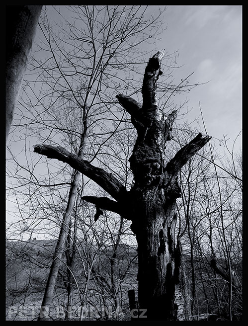 strom, Gorila, Praha, Divoká šárka, příroda, obloha, Česko