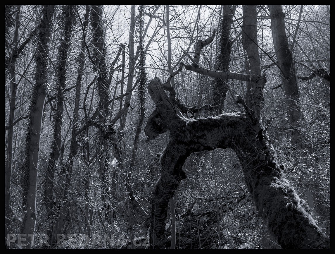 Strom houpací koníček, Praha, Divoká Šárka, krásné stromy, příroda, les, přírodní rezervace, podoba, Česko