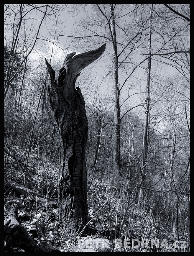 Strom hrdý pelikán, Praha, Divoká Šárka, krásné stromy, příroda, les, přírodní rezervace, podoba, Česko