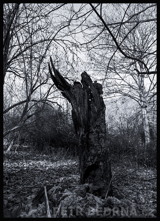 strom, Ježek s prostříleným krunýřem, Praha, Divoká šárka, příroda, Česko