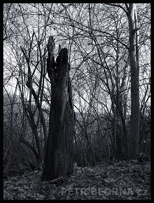 strom, Klaunka s lucernou, Praha, Divoká šárka, příroda, Česko