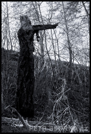 strom, Kněžna Libuše - proroctví v Šárce, Praha, Divoká šárka, příroda, Česko