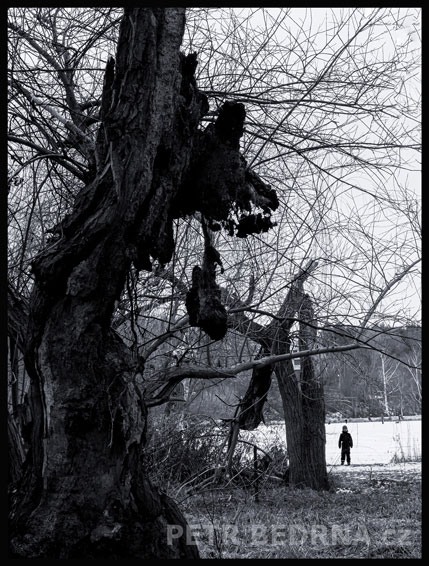 strom, Lidožrout - vodní nádrž Džbán, Praha, Divoká šárka, příroda, Česko