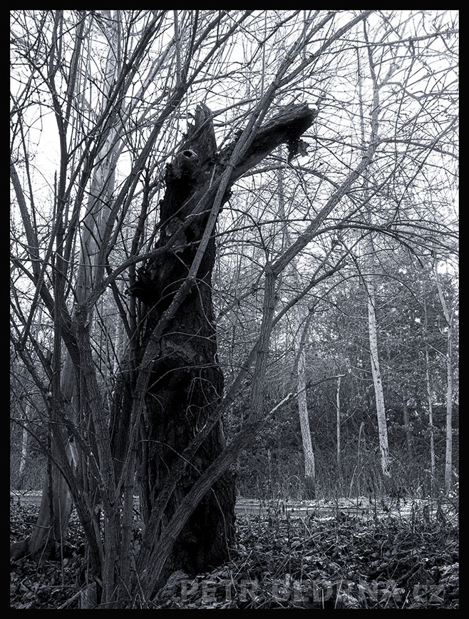 Strom moula s nudlí, Praha, Divoká Šárka, krásné stromy, příroda, přírodní rezervace, podoba, Česko